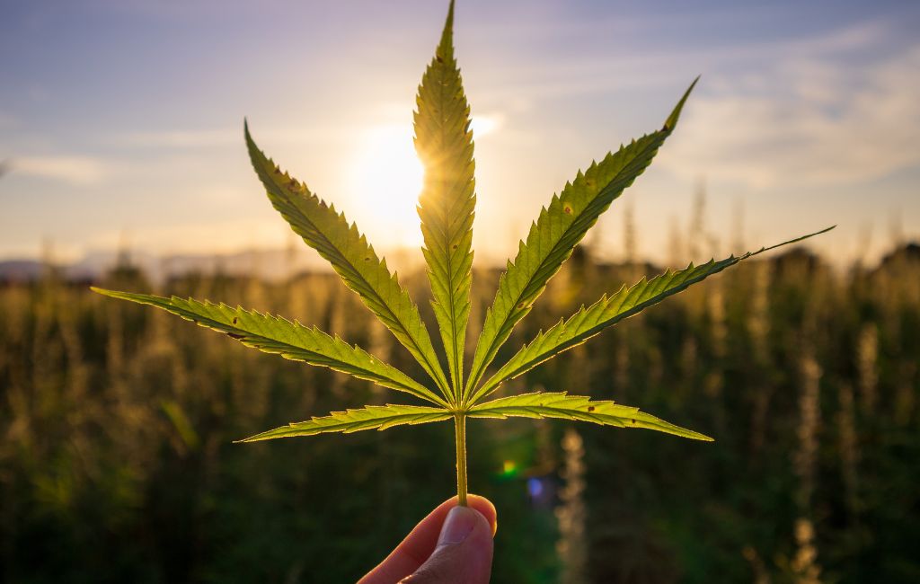 THCa Flower Wellness